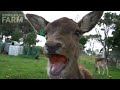 Deer eating carrot!  🦌 Do deer eat carrots?