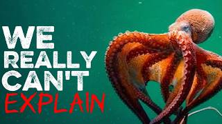 Nothing About Octopus Is Normal⦠Hereās Why