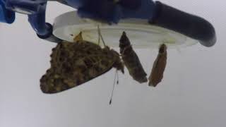 Butterfly Metamorphosis - holometabolism. Emergence from chrysalis caterpillar pupate to butterfly