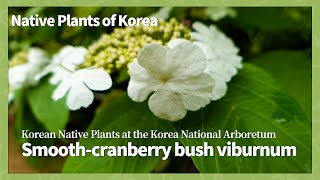 백당나무   [Native Plants of Korea. 37] Smooth-cranberry bush viburnum   (English version)