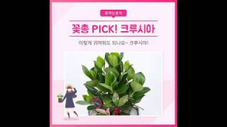 연인선물로 추천하는 꽃총's PICK! 크루시아를 소개해드립니다