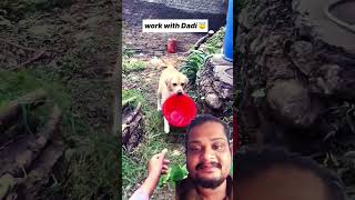 Dadi ka chamcha hai bhu bhu ☺️🥰😅😂 #dog #doglover #goldenretriever #puppy #funny #song #arijitsingh