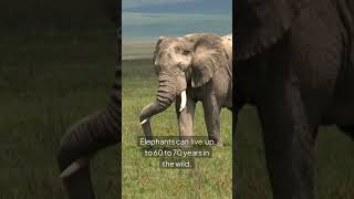 Amazing Facts About Elephants #amazingfacts #facts #elephant #elephants #learning #wildlife