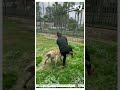 man pets hyena it bites him