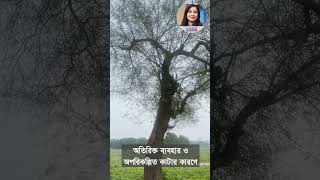 বাবলা গাছ – বিলুপ্তির পথে একটি অমূল্য সম্পদ|The Babla Tree|Voice of Bodrun|