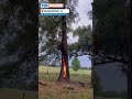 lightning strike sets inside of tree on fire in florida