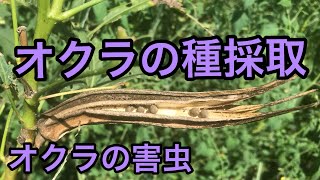 【オクラの種】オクラの葉につく害虫フタトガリコヤガ　無限ループ栽培