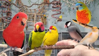 Life with my Birds: A Look into My Bird Room and Parrot Playtime!