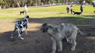 Battle Of Titans: 7 Month old Irish Wolfhound Pup vs. Great Dane Pup  [Over 415,000 views]