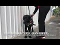 【導盲犬上課趣 ep.22】導盲犬專業訓練中！ joe學習路口停