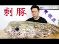 575元买一条“刺豚鱼”，全身是刺，出锅后汤鲜皮糯，超美味！【小文哥吃吃吃】