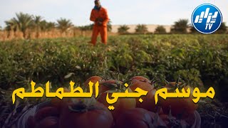 شااهد.. إنطلاق موسم جني الطماطم الحقلية بالمقرن بولاية الوادي...