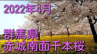 2022年4月　赤城南面千本桜（4K　リニア＋水平維持）