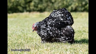 Black Mottled bantam Cochin - cüce süs tavukları tarlada