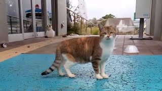 台風で欠航したフェリーの待合室、野良猫が中に入りたそうに見ていました。