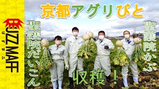 #1「京の野菜」聖護院だいこん、聖護院かぶを収穫する