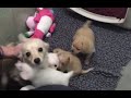 Mother Dog Elated After Reunited With Her Puppies