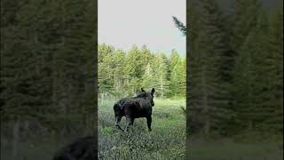 Vermont Cow Moose w/ Calf #vermont #wildlife #nature