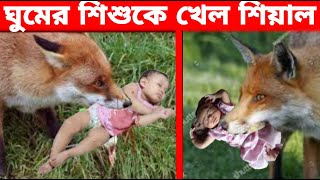 ঘুমের শিশুকে খেয়ে ফেললো শিয়াল । কান্নায় পরিবার - Media Bazar - News