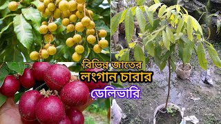 লংগানের উচ্চ ফলনশীল জাতের সুন্দর মাতৃকলম ছোট চারার ডেলিভারি #viral #longan #লংগান