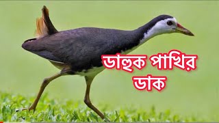 ডাহুক পাখির ডাক Call of White breasted Waterhen ডাহুক পাখি Dahuk pakhi