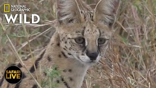 Safari Live - Day 247 | Nat Geo Wild