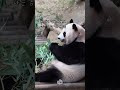 득음하신 툥바오님 아이바오 루이바오 후이바오 툥바오 판다 panda aibao ruibao huibao