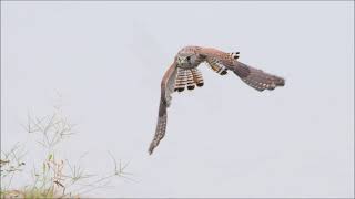 近所のフレンドリーなチョウゲンボウ！！　近すぎて飛びもの追い切れません（笑）