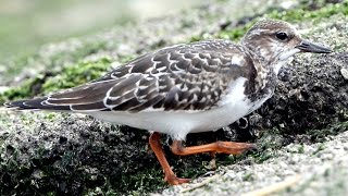 キョウジョシギ　とくしま生き物図鑑