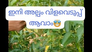 കുറച്ച് പച്ചക്കറി പറിച്ചാലോ🌸 വിഷമില്ലാത്തതാണേ. നമ്മുടെ സ്വന്തം പറമ്പിലുണ്ടായത്🤩🤩🤩🤩🤩