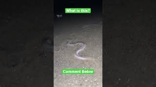 digha beach snake fish viral short vlog #viral #shorts #trending #youtubeshorts