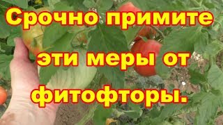 Похолодало,срочно от фитофторы примите дополнительные меры