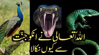 Why did Allah remove the peacock and the snake from peradise || islamic moral story || Dailyislamsto
