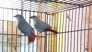 Lavender Waxbill 🇮🇳 #exotic #finch #lavender #waxbill #birds #forsale #newly #adult #call 9748137788