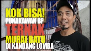 KOK BISA! TERNAK MURAI BATU DI KANDANG LOMBA