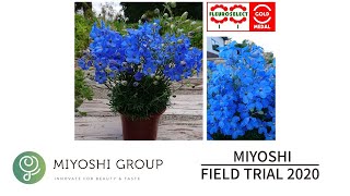 FIELD TRIAL 2020 “Delphinium F1 Cheer Blue”