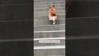 Corgi Facts - how corgis climb stairs