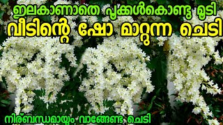 വീട് മുഴുവൻ വെളുത്ത സുഗന്ധം കൊണ്ട് മൂടുന്ന ചെടി|chedikal malayalam|poochedigal