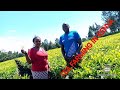 HOW TEA IS GROWN IN KENYA