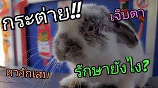 กระต่ายตาอักเสบ รักษายังไง? มาดูกัน!