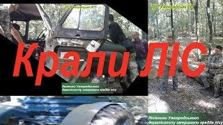 Ужгородські лісівники викрили та затримали лісокрадіїв.