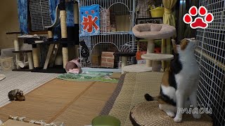 三毛猫とLive視聴者が気になった事【瀬戸の三毛猫日記】What a calico cat and live viewer are curious about