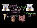 Parathyroid hormone & calcitonin | Chemical co-ordination | Biology | Khan Academy