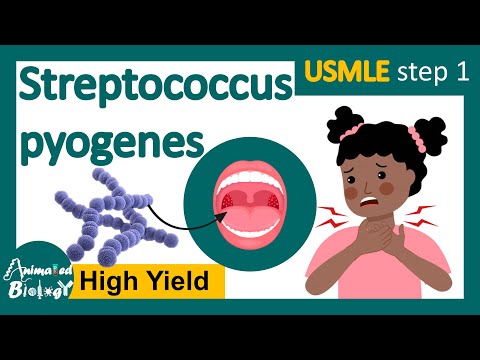 Is Streptococcus pyogenes bacilli or cocci?