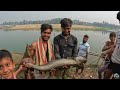 শিকারীদের জালে বড় সাইজের বোয়াল ঝাড় মারা traditional village fishing tangon boal fishing boal