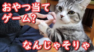 猫(マンチカン)とシャッフルゲームをしたらこうなりました - I played a shuffle game with a cat -