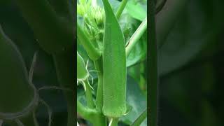 vivasayam 360  வெண்டைக்காய் பயன்கள் | Lady finger benefits in Tamil