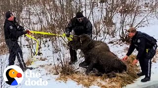 Two Police Officers Rescue A Moose From Frozen Lake | The Dodo