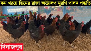 যেভাবে ডিমের রাজা অস্ট্রালপ মুরগি পালন করে মাসে লাখ টাকা আয় করছেন রিফাত ভাই জানুন বিস্তারিত