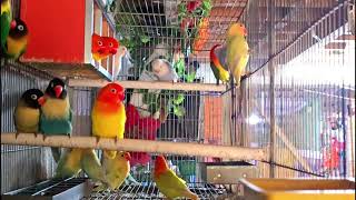 6 Hours of Lovebird Sounds: Happy Chirping from Parrot Aviary